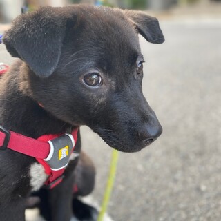 可愛い兄弟政宗のお家を探しています