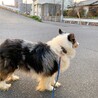 再募集・シェットランドシープドッグ サムネイル3