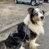 再募集・シェットランドシープドッグ サムネイル5