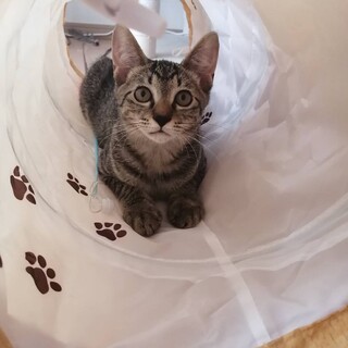 日々甘え方が更新中な男の子❤️兄弟ペア譲渡希望