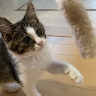 性格花丸⭐︎おっとりトラくん♪