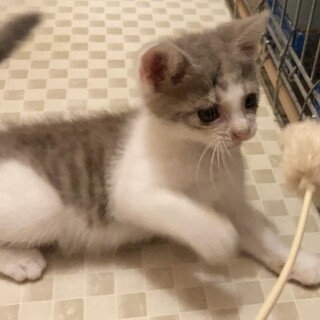 珍しい色、カワウソみたいな優しい顔のレアくん♪