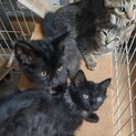 保護子猫たちです。優しい里親様募集！『代理投稿』