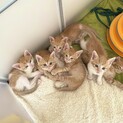 ６匹兄妹★ちゃちゃちゃーず(個別ページにしました)