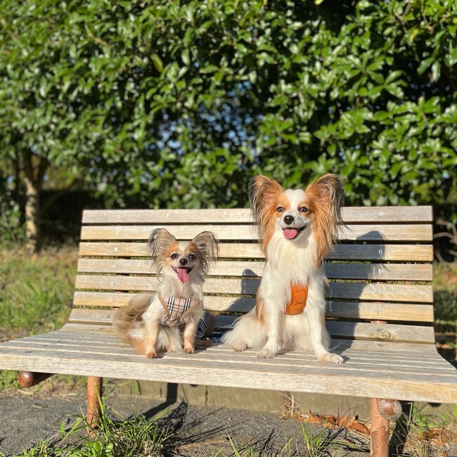 penpiiのカバー写真