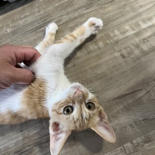 いつでも甘えたい　枝豆くん