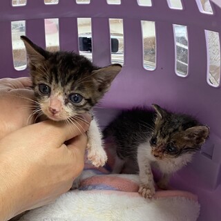 キジシロ　兄弟