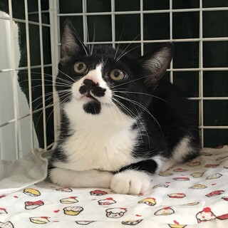 甘えん坊の黒白、口髭の3ヶ月男子