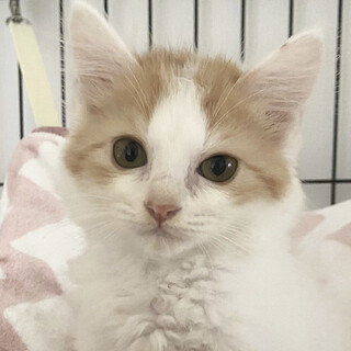 【8/28東銀座】モフくん3ヵ月♪