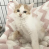 【8/28東銀座】モフくん3ヵ月♪ サムネイル2