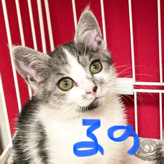 運動神経抜群のクール系女子！