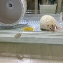 アルビノ　ハリネズミ
