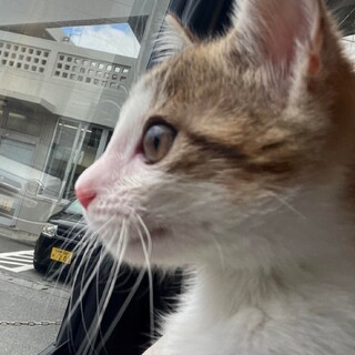 元気で活発なチビにゃん、キジ白のれもんちゃん！