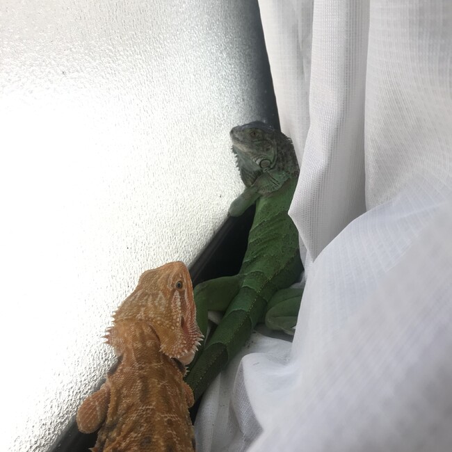 まじゃーるのカバー写真