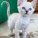 ５匹のチビにゃん、ブルーアイのシャム系白猫ちゃん！