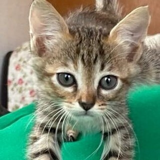 ５匹の兄弟姉妹のチビにゃん、キジトラちゃん！