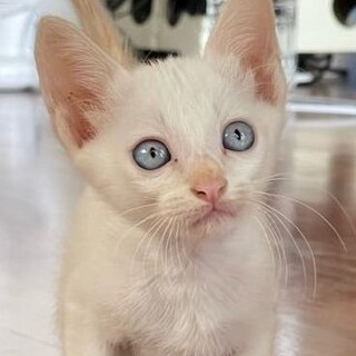 ５匹の兄弟姉妹のチビにゃん、ブルーアイの白猫君！