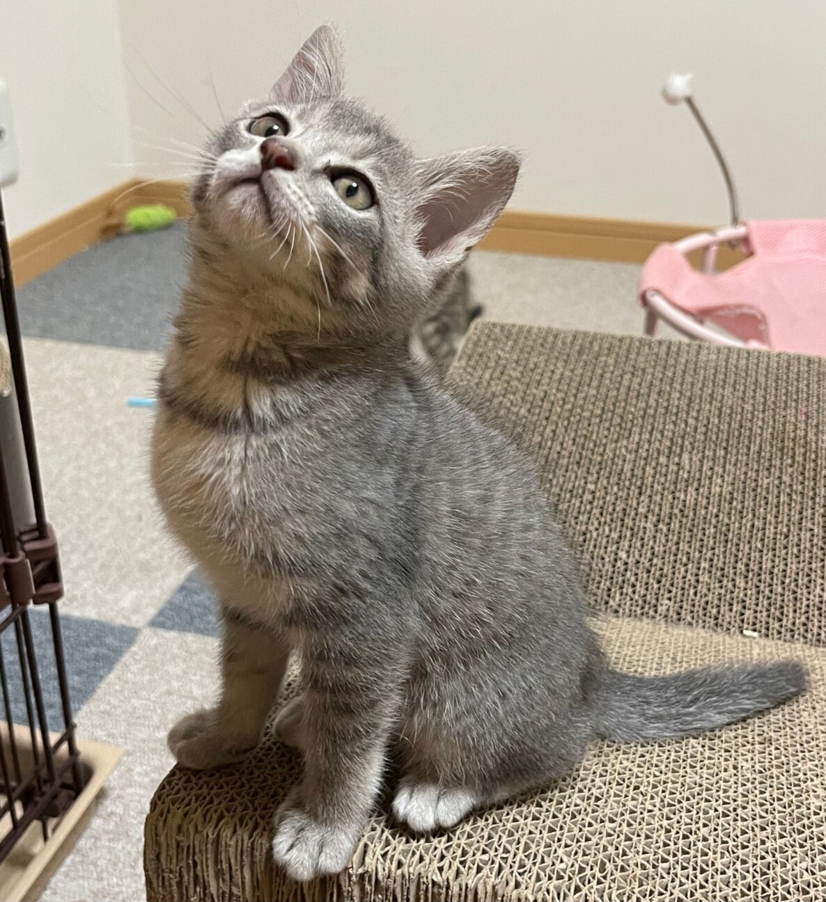 グレートラ♡美猫のみいこちゃん」千葉県 - 猫の里親募集(423739