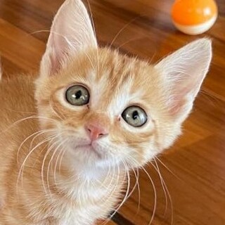 ５匹の兄弟姉妹のチビにゃん、珍しい茶トラの女の子！