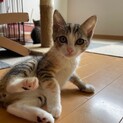 甘えん坊の美猫♡きなこちゃん