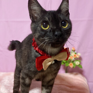 希少な毛色！超ベッタリ甘えん坊『ほたる君』１歳