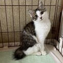 幸運の鍵しっぽ！白黒トラ ♀ 3ヶ月！