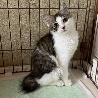 とらねこ おやすみ @tobineko_0 #猫 #cat #シャムミックス #シャムトラ #猫島