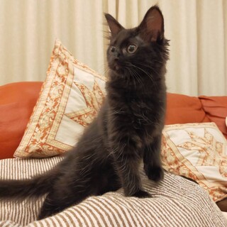 【お見合い随時】超スリゴロ黒猫ふわふわ姉妹