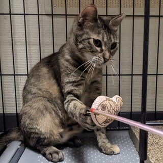 推定１歳　とても穏やかな女の子