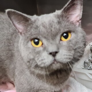 ブリディッシュ・ショートヘア　ゴロちゃん