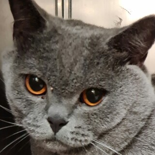 ブリディッシュ・ショートヘア　ピョンちゃん