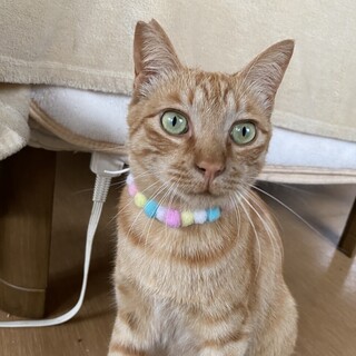 イケメン茶トラ♬マイケル君　1歳