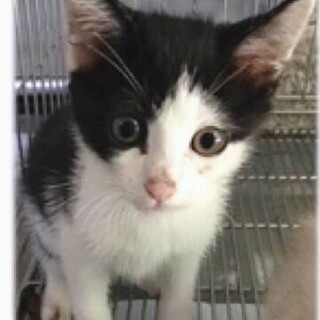 家族になってください！ハチワレの女の子です！