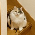 【トライアル中】長毛パステル三毛の女の子