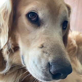 サチノ＊ゴールデン女の子