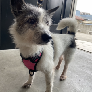 9kgのテリアミックス