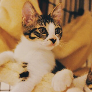 元気いっぱい超甘えん坊子猫♪ しーちゃん！