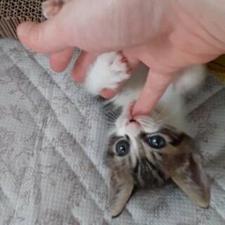 生後約2ヶ月 まん丸お目々のキジ白女の子