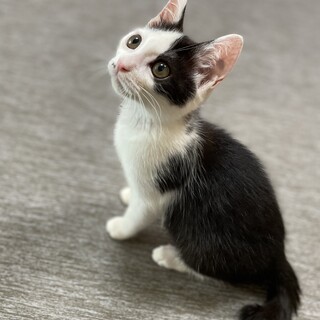 トライアル決定人馴れ◎犬馴れマイペース黒白