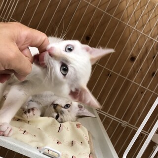 イヴは、かまって欲しくて、いつも前に出てきます。