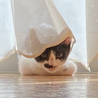 ④生後2ヵ月の白黒くん