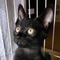 譲渡会8/20超懐こくて甘えん坊長尻尾の黒猫キキ君