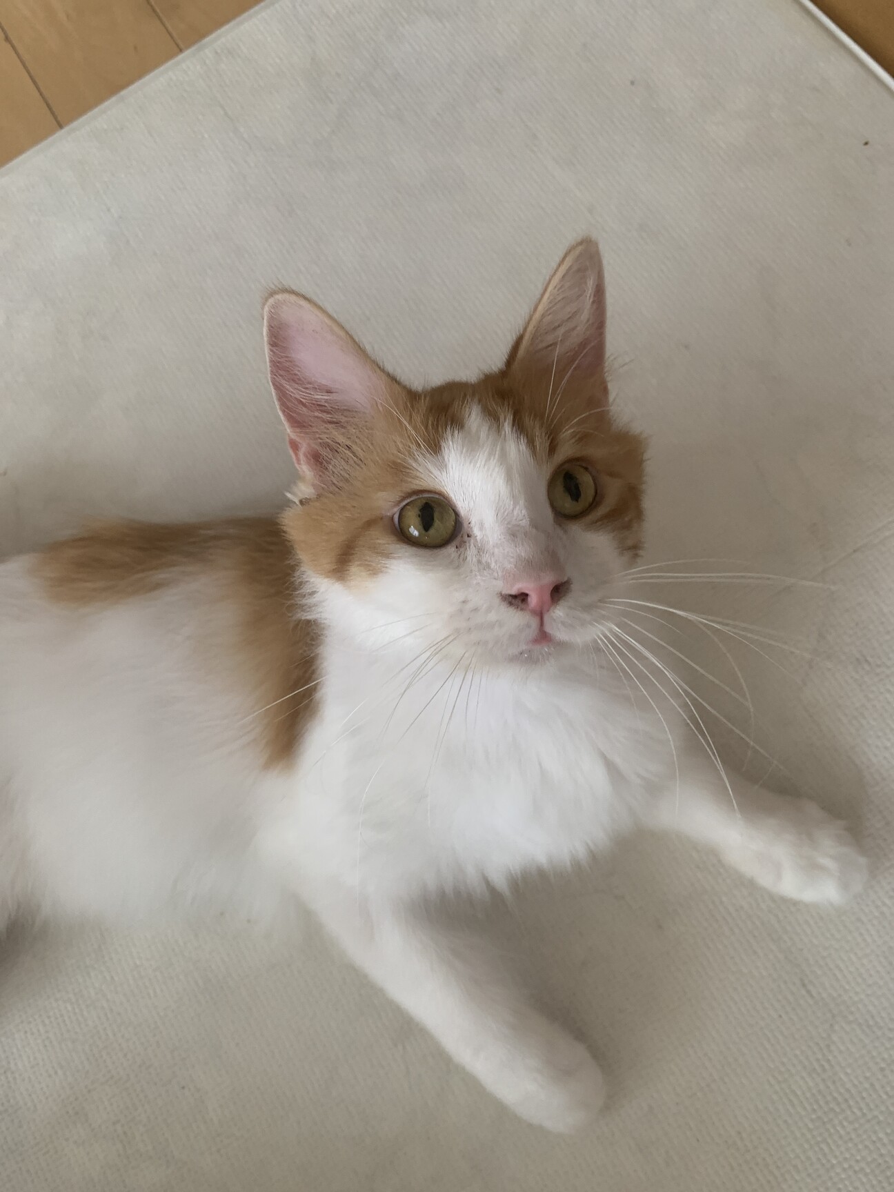 抱っこ大好きカールくん 大阪府 猫の里親募集 41 ペットのおうち 月間利用者150万人