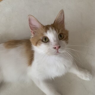 抱っこ大好きカールくん（幸運のかぎしっぽ）