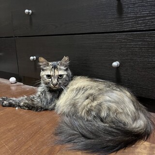 小柄なサバサビ長毛ミックス　おとなしいです