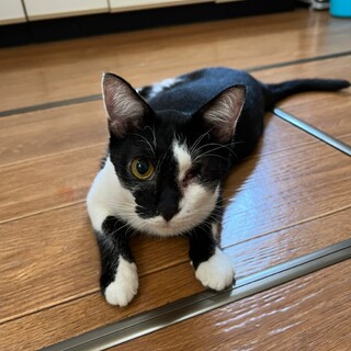 うっかり女の子の名前になってしまった「ローザ」君