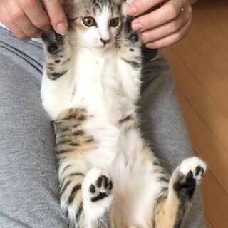 サバトラ白猫★綺麗な模様のイケメン猫③