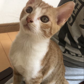 茶トラ白猫★お鼻に茶色いぶちがキュート②