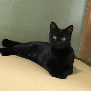 遊ぶの大好き！生後9ヶ月の黒猫！