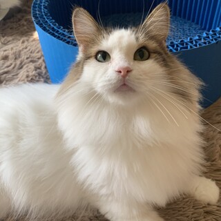 超甘えん坊さん♡ノルウェージャンの女の子